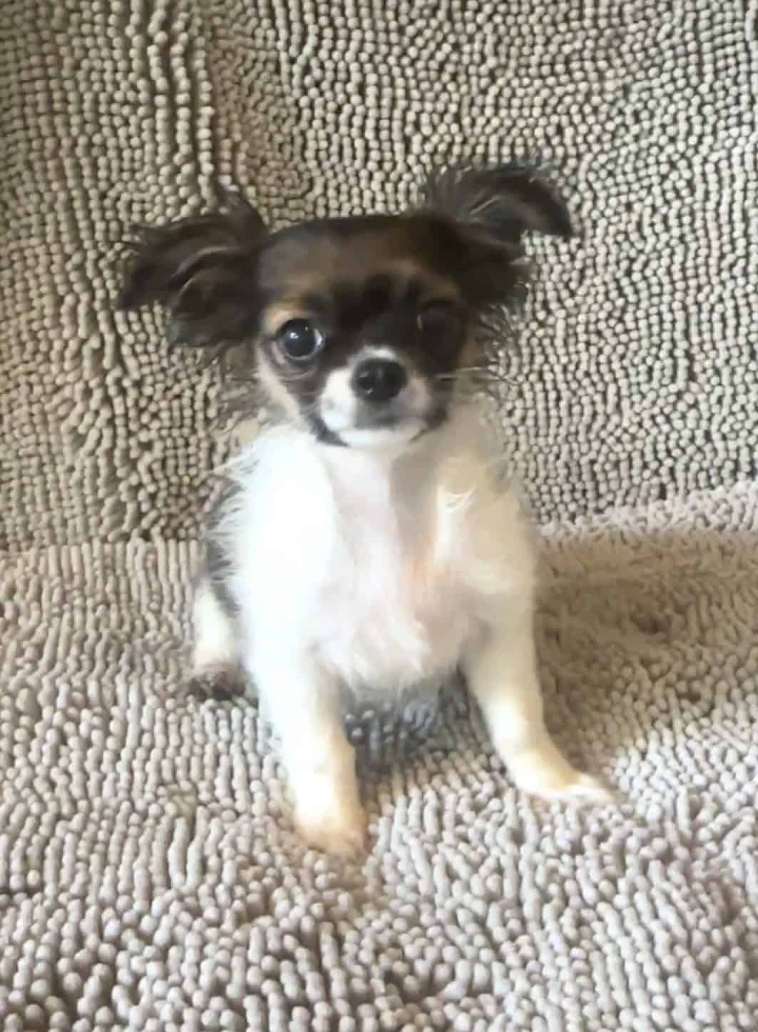 Charlie – Friendly ShiChi Male Puppy