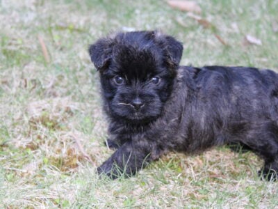 REGISTERED CAIRN TERRIER PUPPIES ( TOTO)