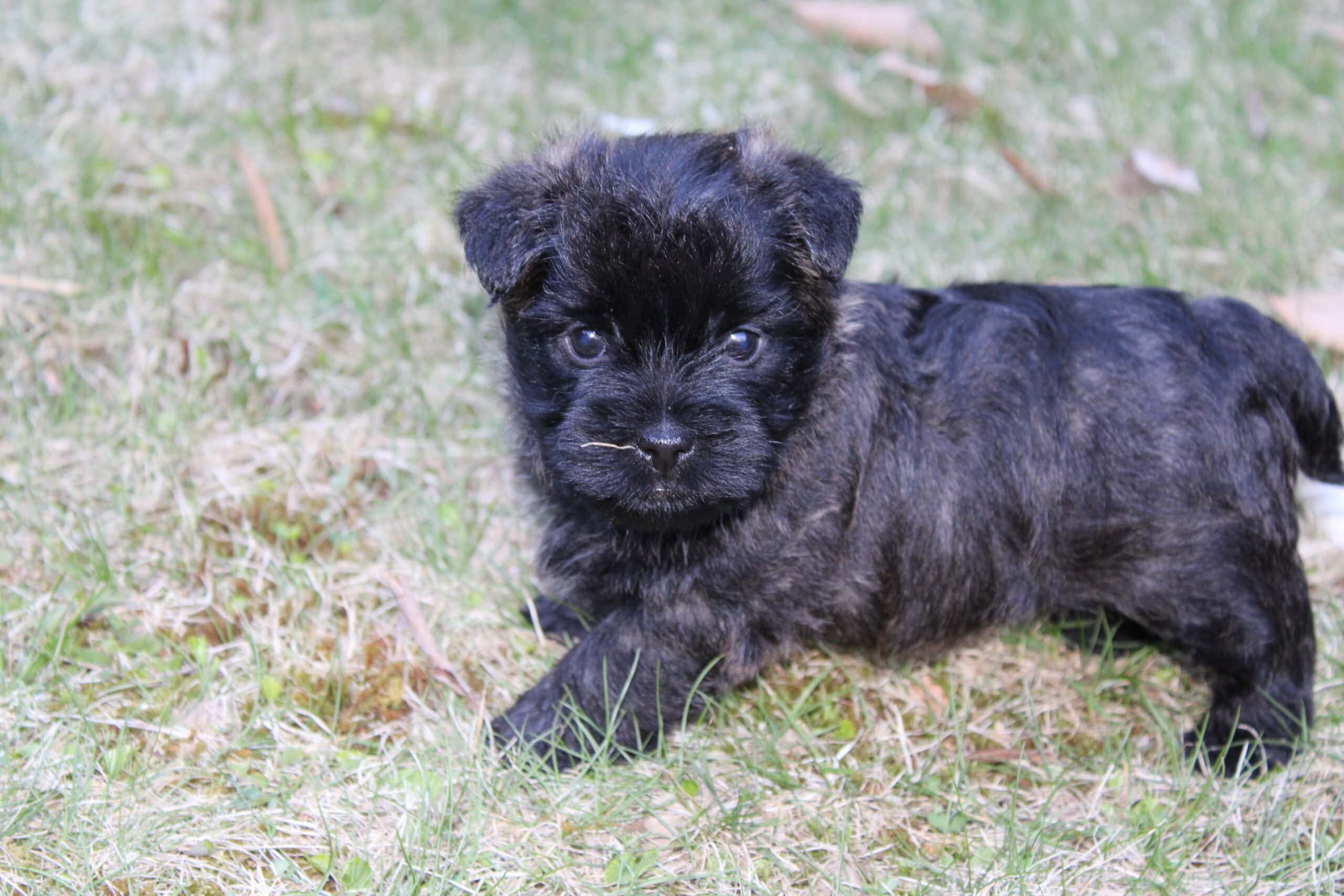 REGISTERED CAIRN TERRIER PUPPIES ( TOTO)