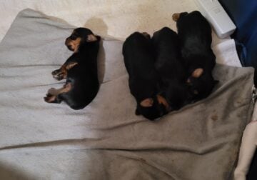 Yorkies ckc male and female