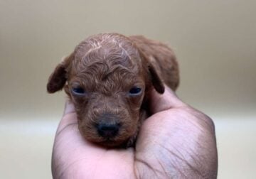 Red Male toy poodle – Kiwi