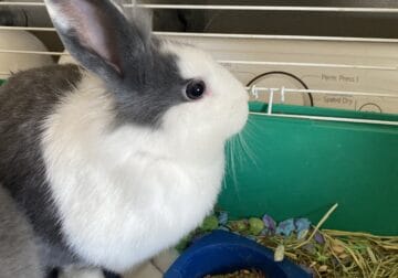 Two free bunnies for sale