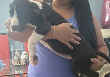 Euro line great dane puppies available