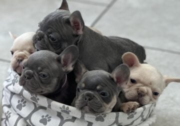 Frenchy Pups
