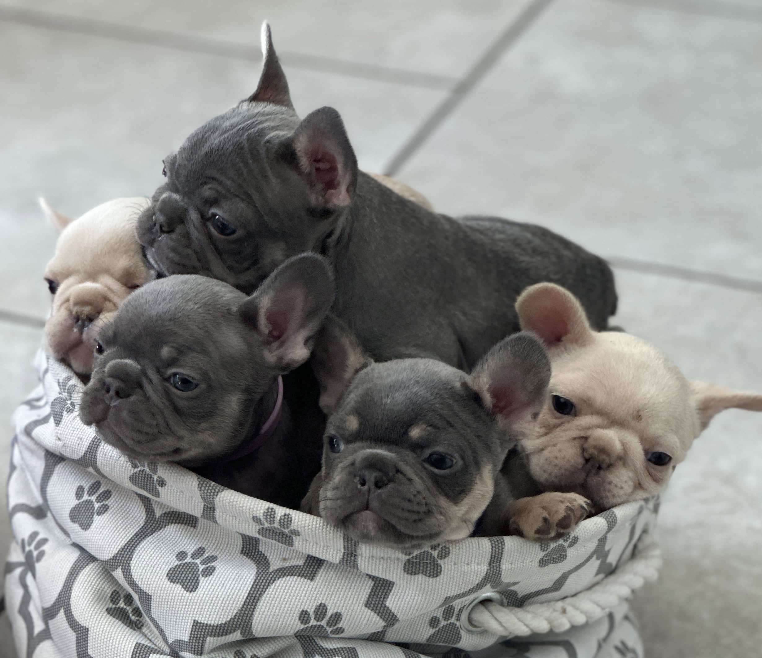 Frenchy Pups