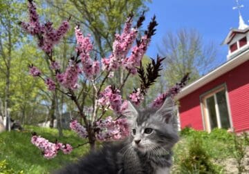 Maine Coon Kitten- Tom