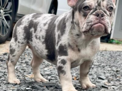Lilac and tan Merle Frenchie Female