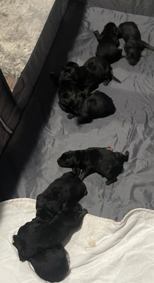 German Shepherd Puppies!! | PetClassifieds.com