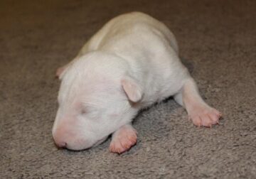 AKC Male Bull Terrier Puppy, Grand Champion Sired