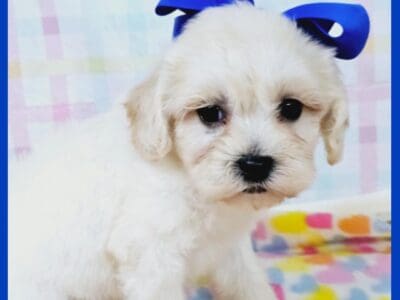 Tiny Toy Maltipoo Puppies in Austin, TX