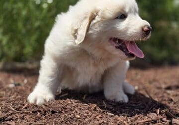 Great Pyrenees Puppies Lubbock, TX