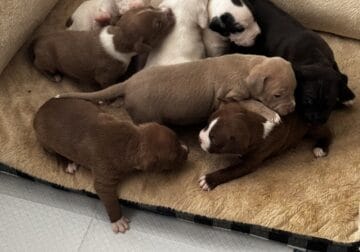 Pitties for sale