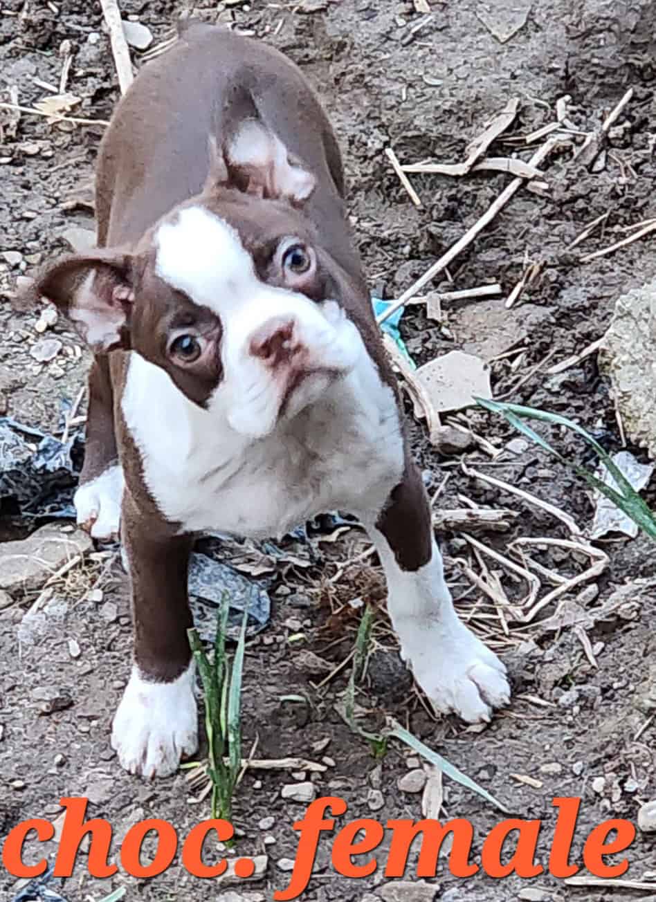 Boston Terrier puppies also French Bulldog puppies