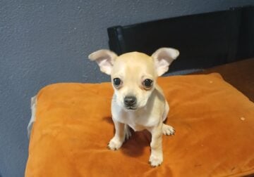 Brown Chihuahua
