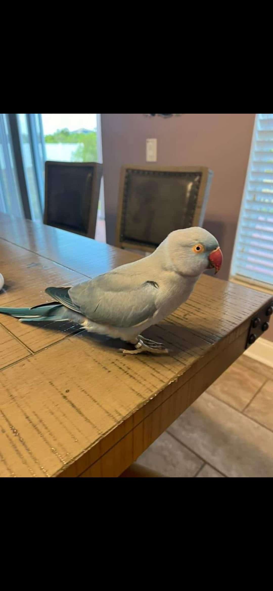 FOUND Blue Indian Ringneck Parrot PetClassifieds Com   580295 1000011155 