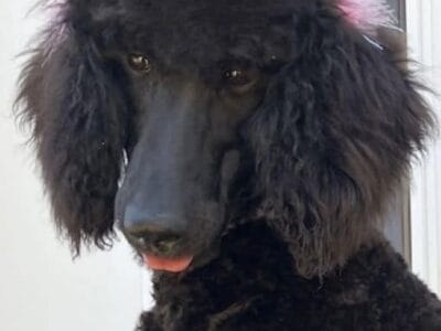 AKC Poodle pup. 7 months old. Female (spayed)