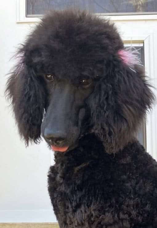AKC Poodle pup. 7 months old. Female (spayed)