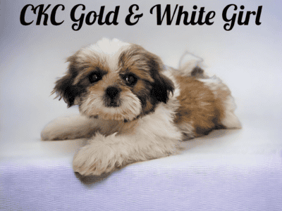 CKC GOLD & WHITE GIRL