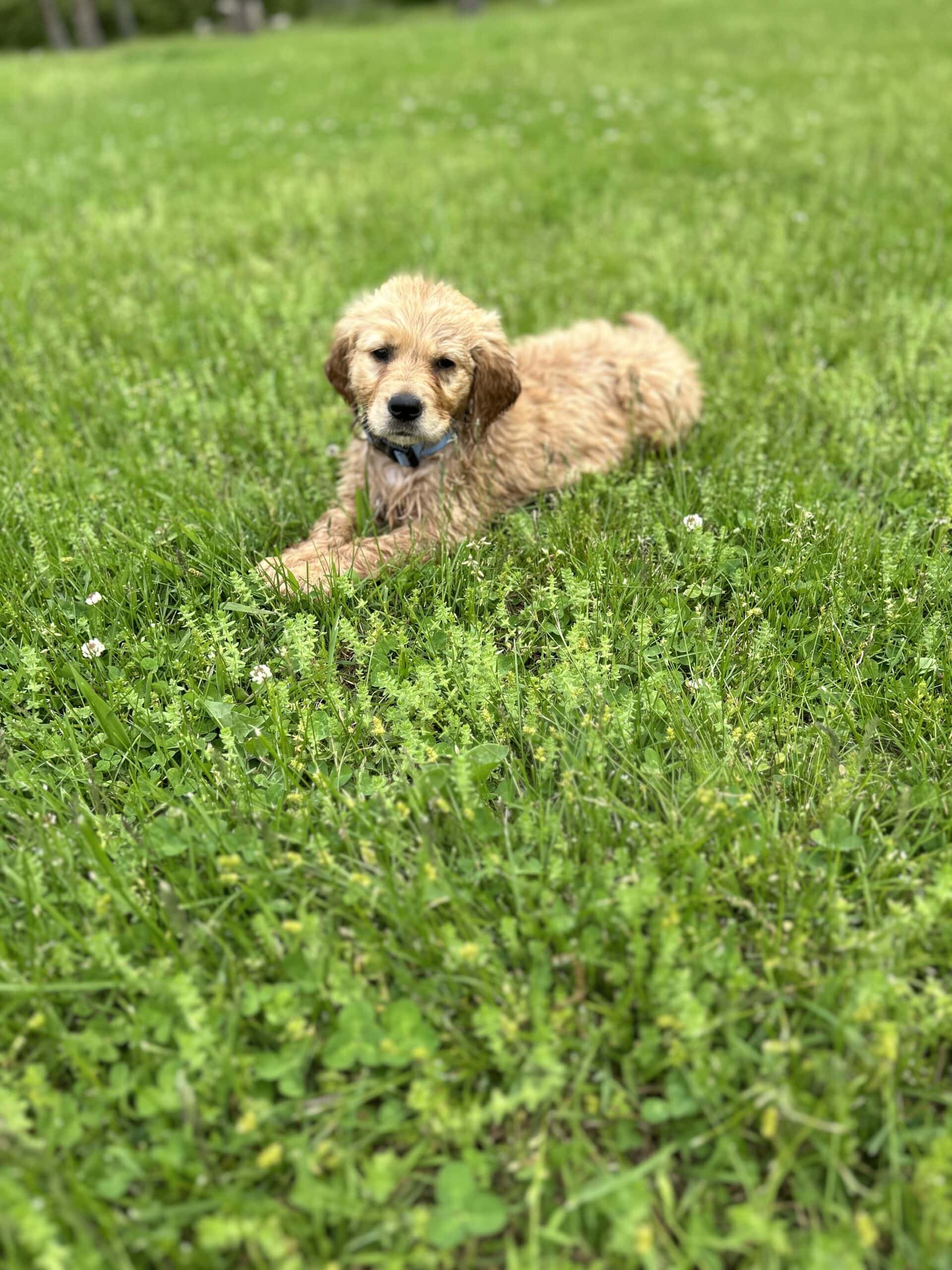 10 Week Old Golden Retriever Puppy 