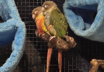 Conures for Sale Near Me | Sun Conures for Sale | Petclassifieds.com