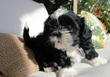 Shih Tzu Puppies ready for their forever home!