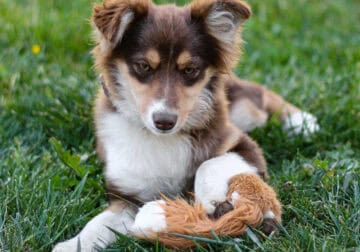 Sweet RED tricolor MINI Aussie Puppy Betsy!