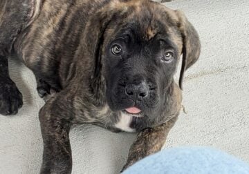 English Mastiff puppy in need of Re-homing