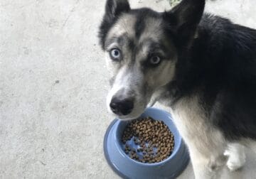 Great Husky For a Good Home