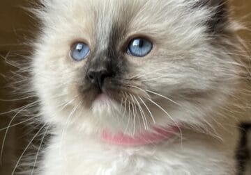 Seal mitted girl