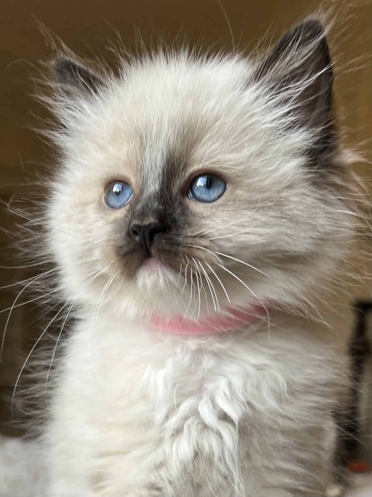 Seal mitted girl