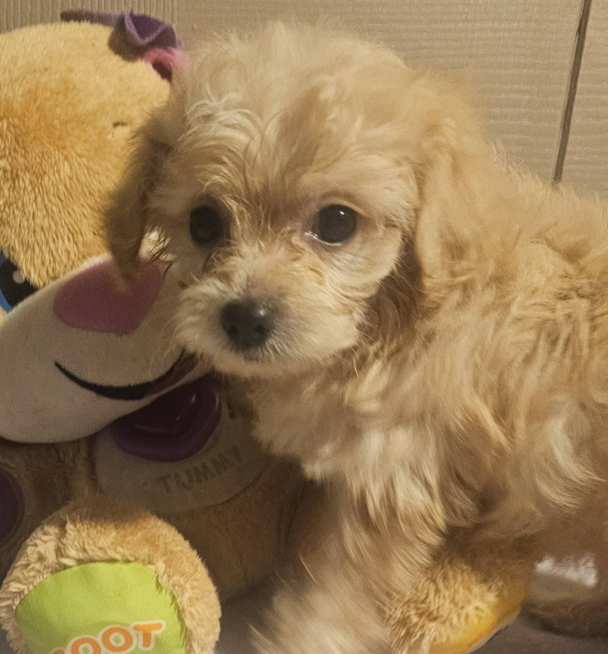 Chi-poo Puppies | PetClassifieds.com