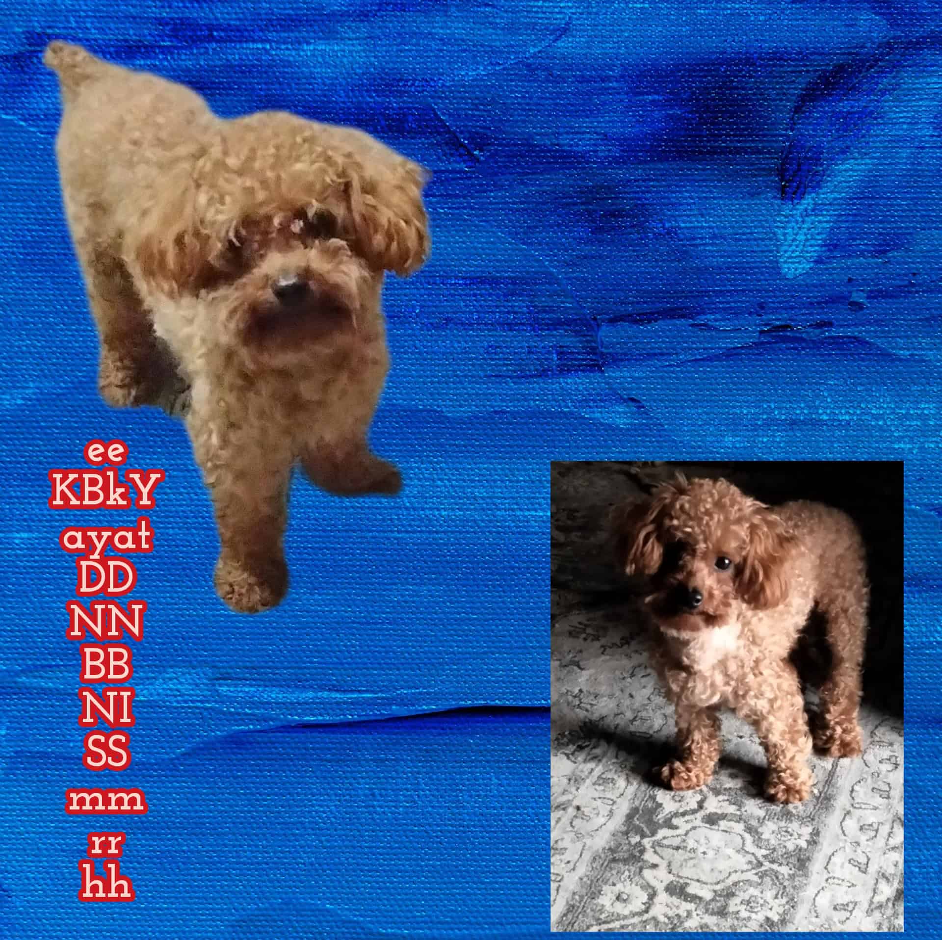 Red AKC TOY POODLE STUD SERVICES
