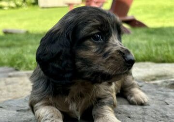 Gorgeous Male AKC Standard Long Haired Dachshund