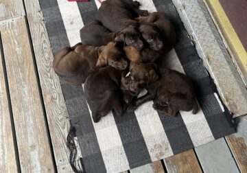 Puppies for adoption/rehoming