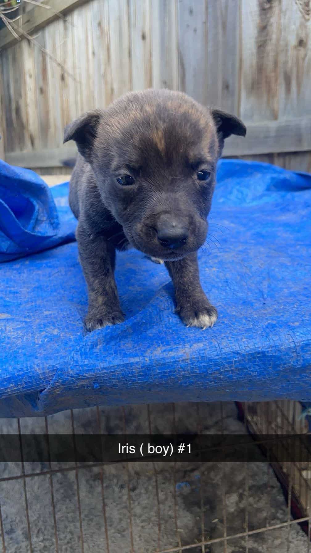 Xl bully pups mix in Hanford | PetClassifieds.com