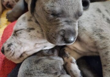 Great Dane Puppies! READY MID-June. Blue, Blue-,