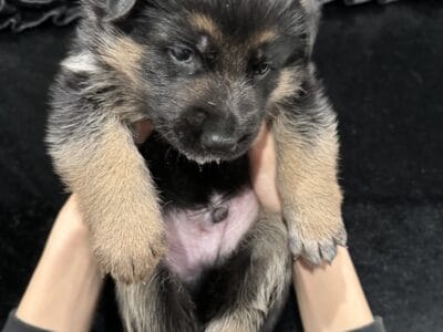 AKC purebred German Shepherd puppies red and black