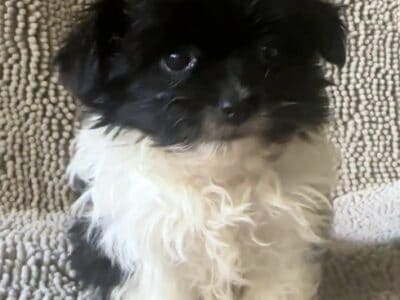 Paul – Adorable Small ShiChi Male Puppy