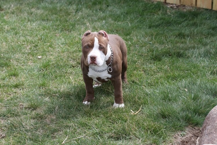 Stunning ABKC American Bully Puppies Available Now | PetClassifieds.com