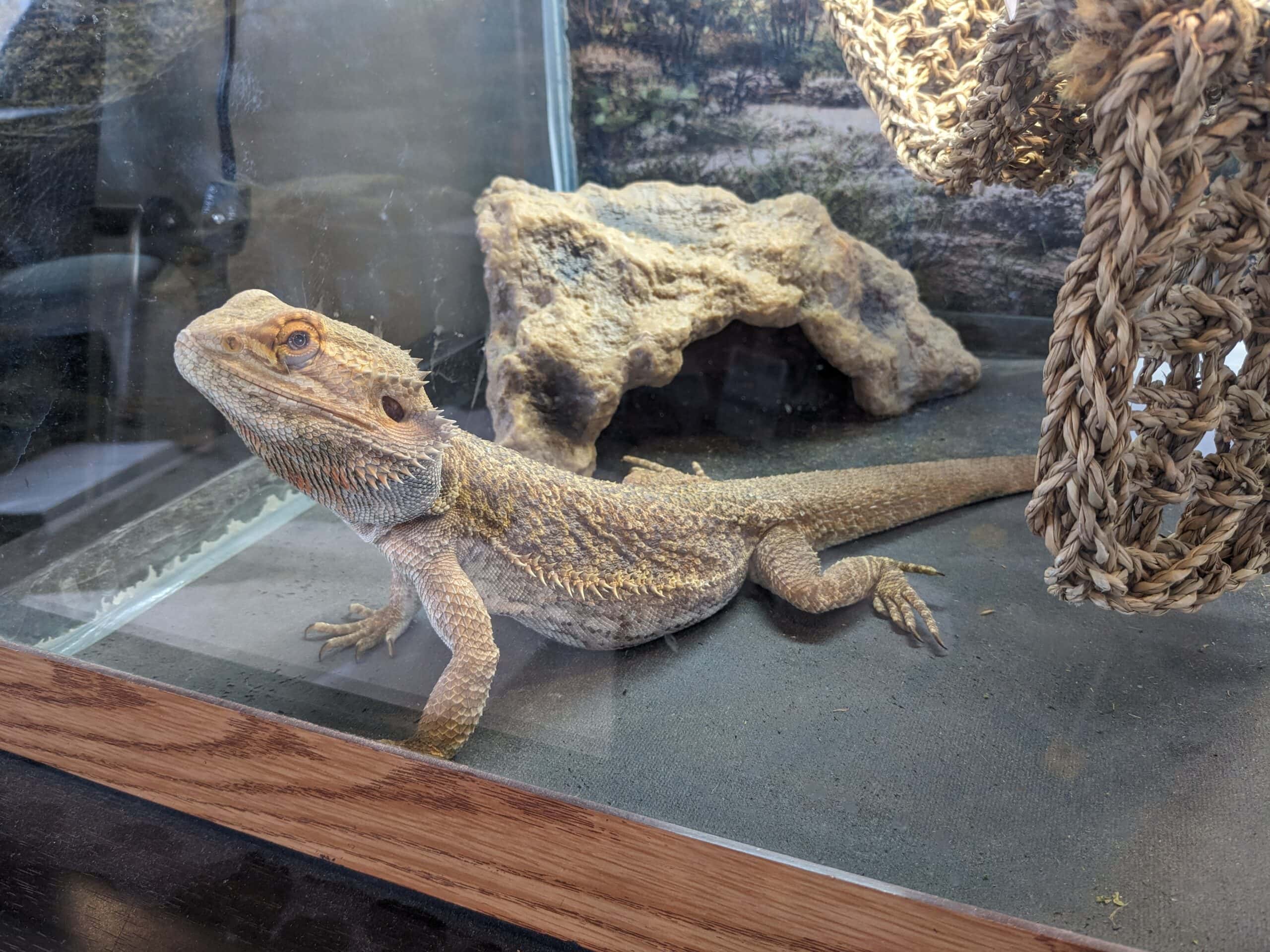 Bearded Dragon, cage and accessories