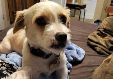 Male terrier mix