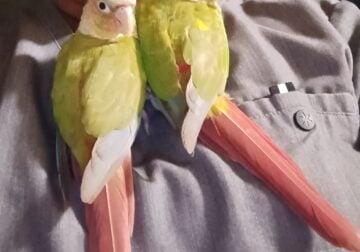 Pineapple conure couple for sale