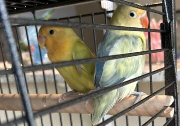 Two Female Love Birds for Sale