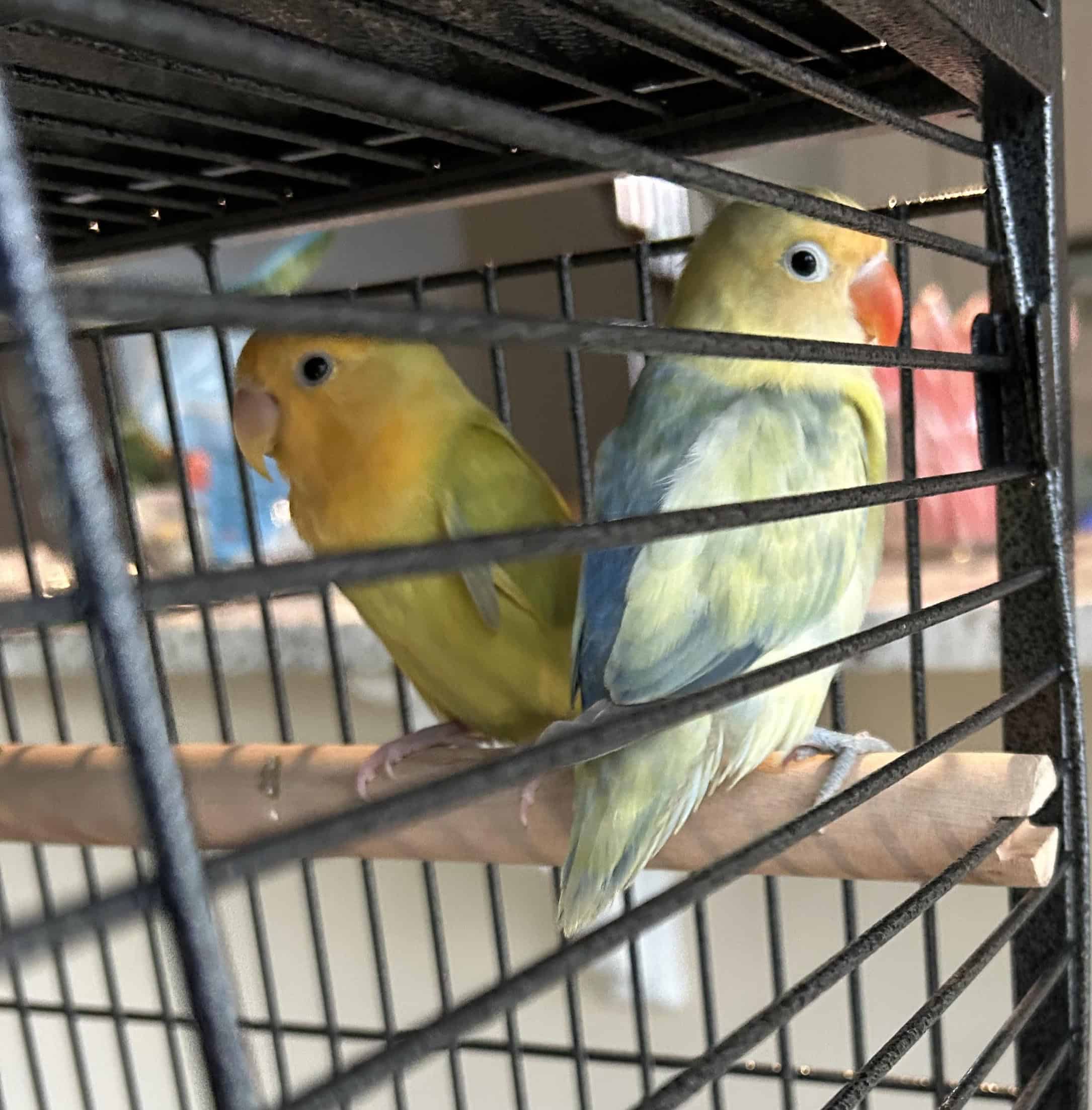 Two Female Love Birds for Sale