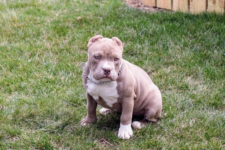 Stunning ABKC American Bully Puppies Available Now | PetClassifieds.com