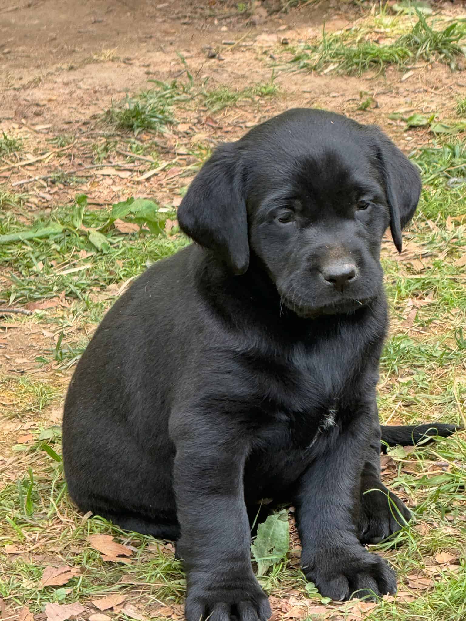 Lassie – AKC female black lab puppy