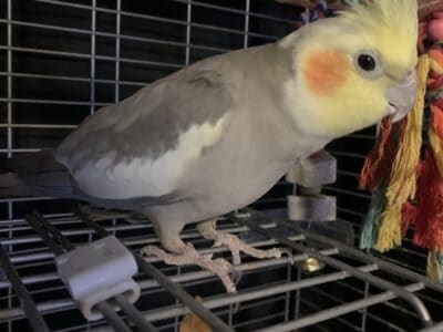 3 Year old Female Cockatiel (With cage/stand)