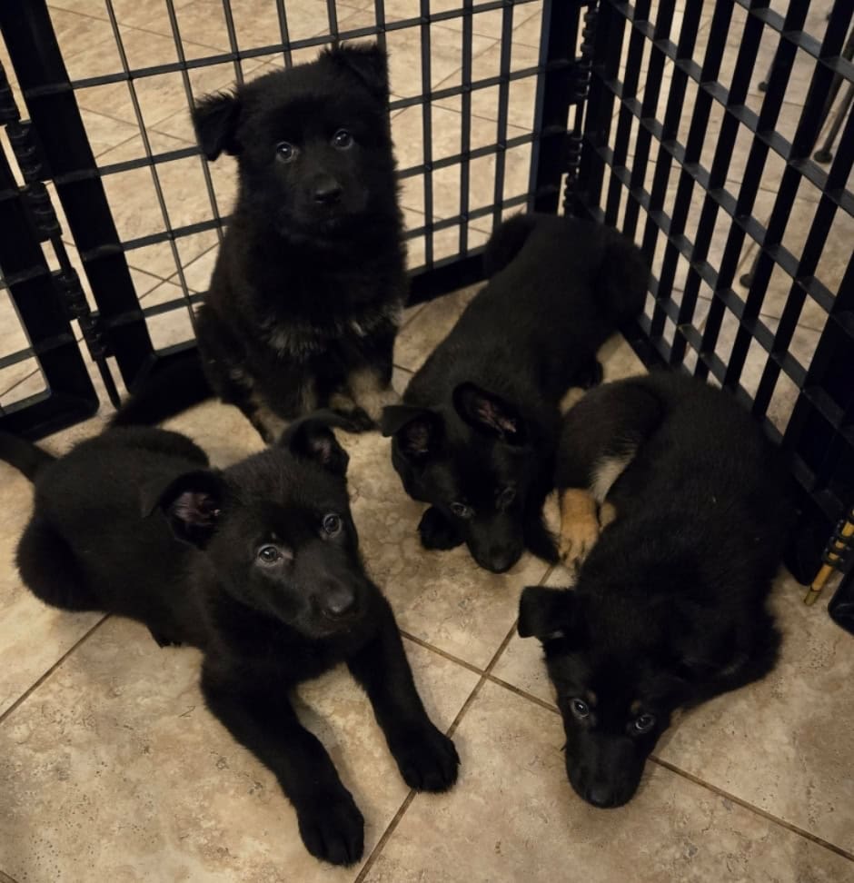 AKC Working Line – German Shepherd Puppies