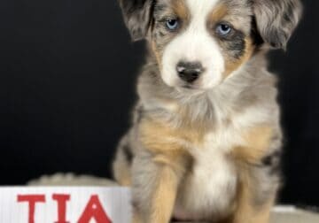 Tia — Blue Merle Mini Aussie Puppy