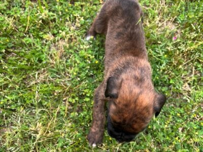 Beautiful AKC Boxer Puppies for Sale!
